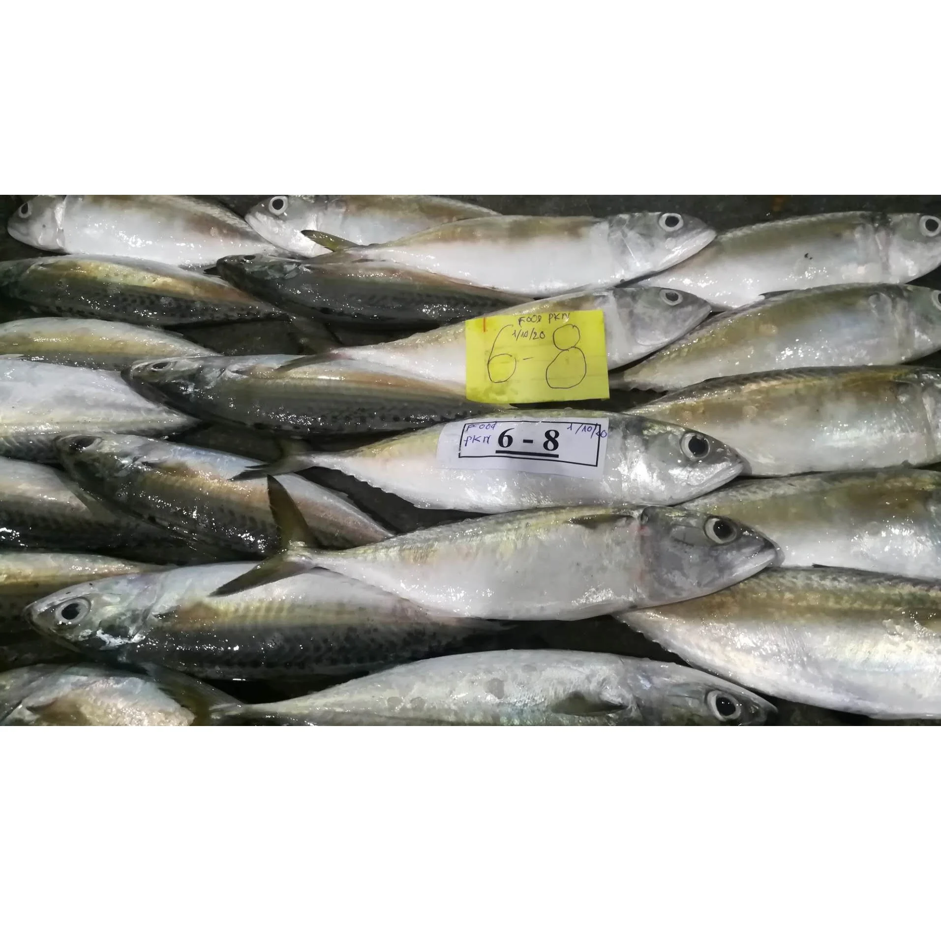 Keep under -18 celsius degree Indian mackerel Rastrelliger kanagurta From Viet Nam