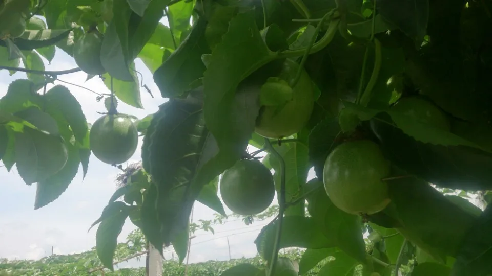 Passion Fruit - High quality products - competitive prices in the market in 2022