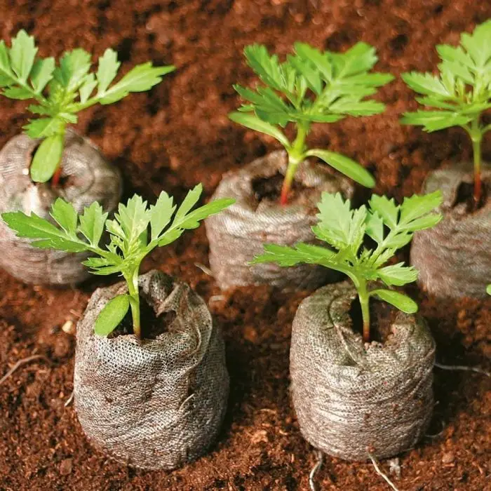 Экологичный cocopeat coir диск/кокосовые торфяные гранулы/ (Lee Tran: 0084987731263)