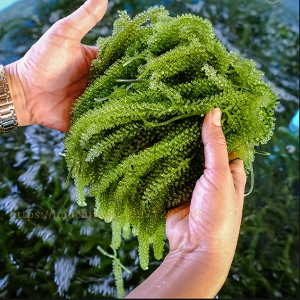  Морской виноград/спиральные водоросли высокого качества 100% натуральный из океана Вьетнам