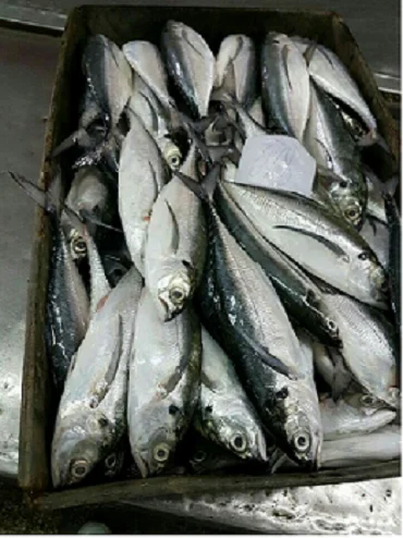 Замороженная лошадиная скумбрия цельная круглая/рыба из Вьетнама низкая цена-Whatsap 0084 989 322 607