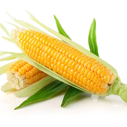 White Corn & Yellow Corn Maize For Sale for Animal & Human consumption Available In Bulk