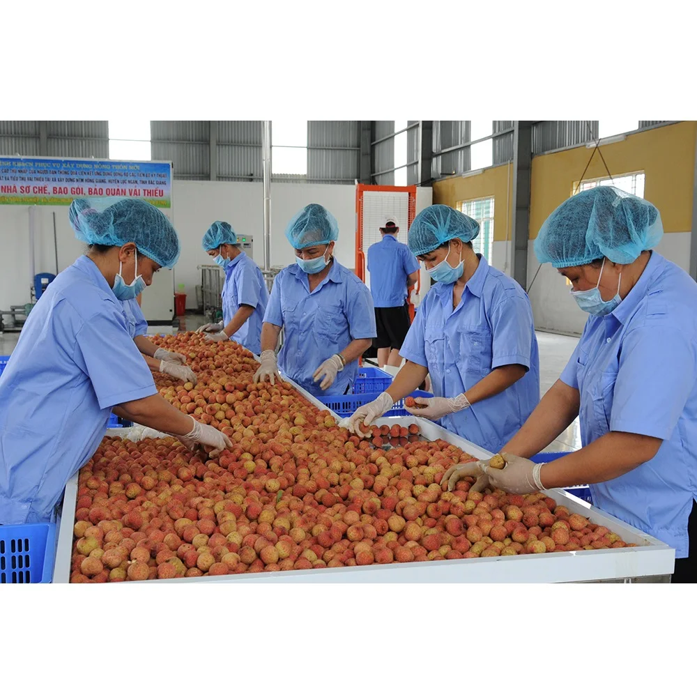  Высококачественная специальная кухня Органическая личи класса А с приятным вкусом из Вьетнама