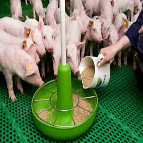 ANIMAL FEED PKE PALM KERNEL EXPELLER/CAKE ANIMAL FEED MAKING MACHINE CHICKEN, PIG, BOAR,COW, GOAT IN BETIO KIRIBATI PACIFIC
