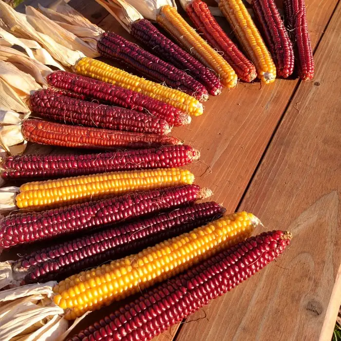 Dried Grade 2 Yellow Maize/Corn, Non-GMO, Fit for Human Consumption and Animal Feed, Origin: (Brazil, Argentina, USA, Ukraine)