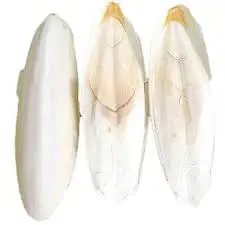 (Хит продаж) Cuttlebone Каракатица сепия кости катля рыбы корм для птиц из Вьетнама