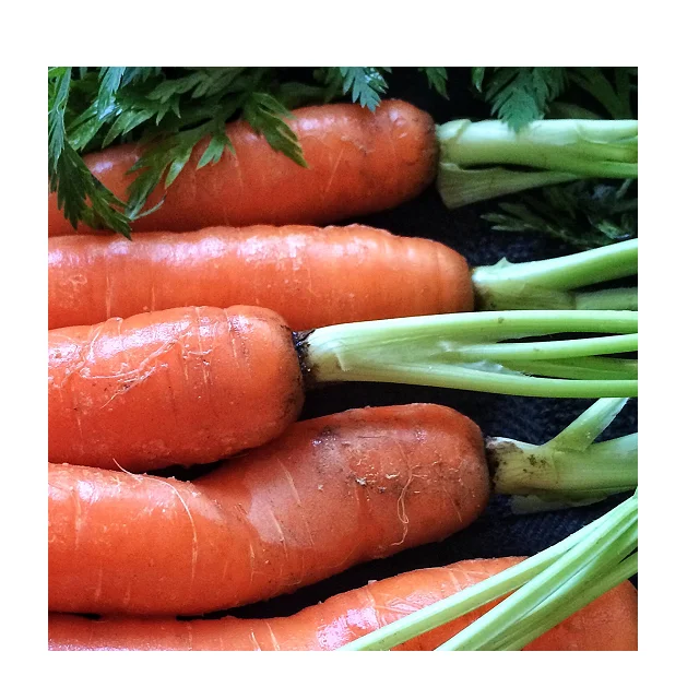 
100% Organic Natural Flavour Fresh Carrots In Wholesale Price 