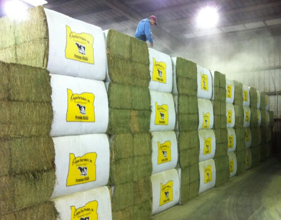 Высококачественное сено люцерны и для продажи по низким ценам