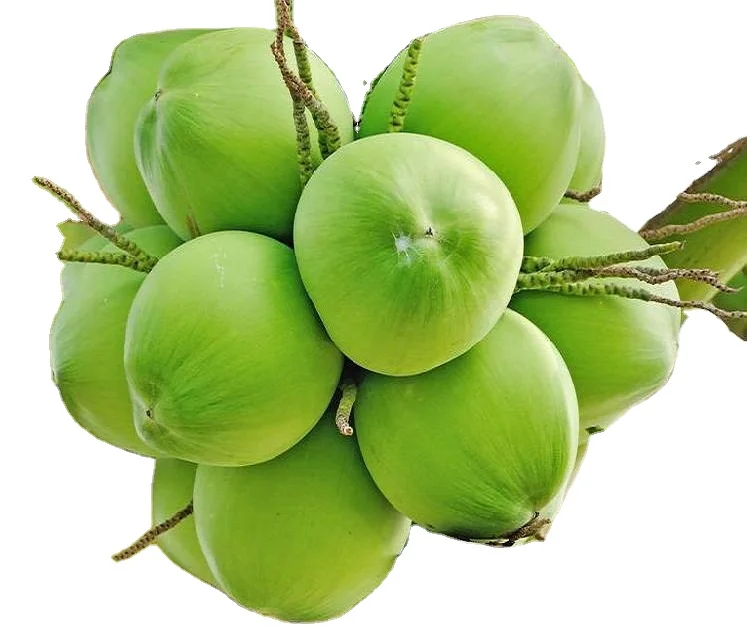 Fresh Young Aroma Coconut for wholesale price