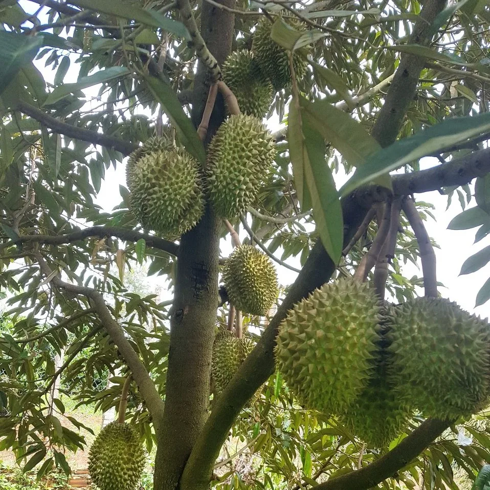 Monthong/ Dona Vietnam Durian fresh fruit- Premium, high quality, clean farming, Global GAP, prestige, attractive price
