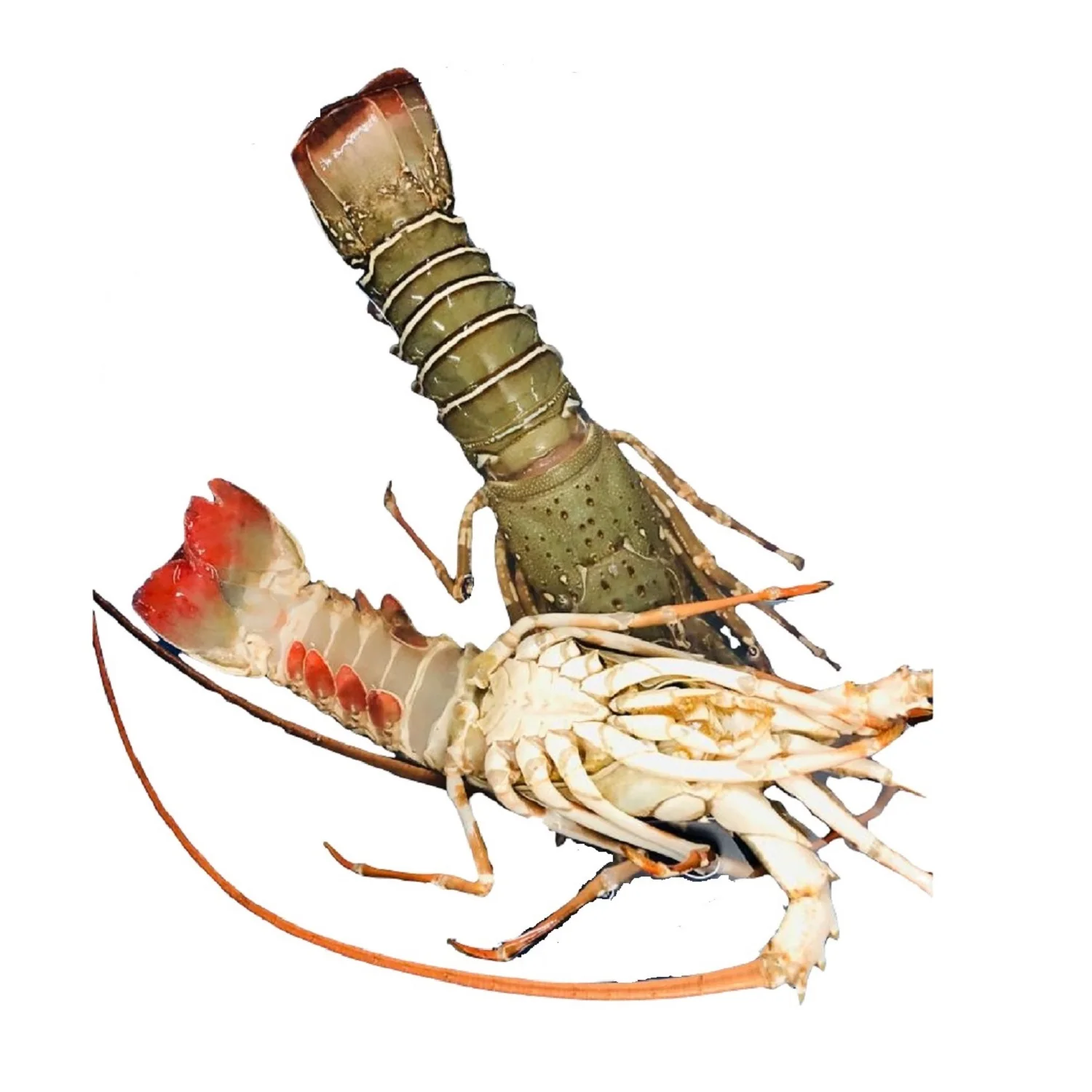 Lobster Whole Chilled Best Quality Master Seafood Product Country of Origin Bangladesh 100gm to 1000gm  Packing 10 KG per MC