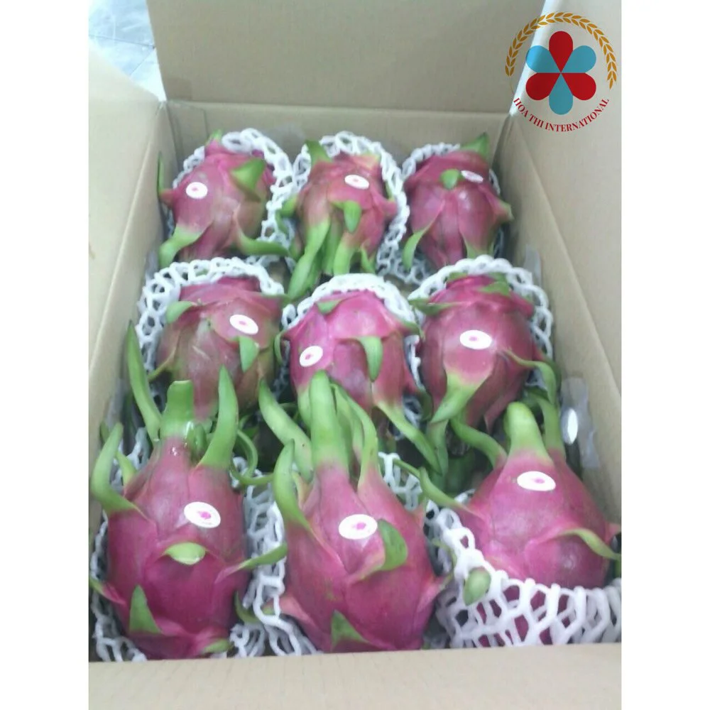 Japan market and European market 300-450gram Size Vietnam Competitive Price High quality Fresh Dragon fruit