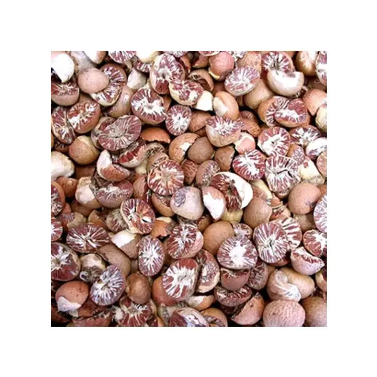Wholesale Supplier of Top Quality 60-65% Good Cut Well Dried Split Betel Nuts