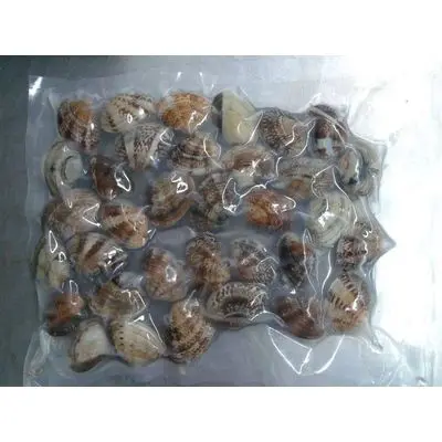 High Quality Sea Shell Frozen Short Neck Clam With
