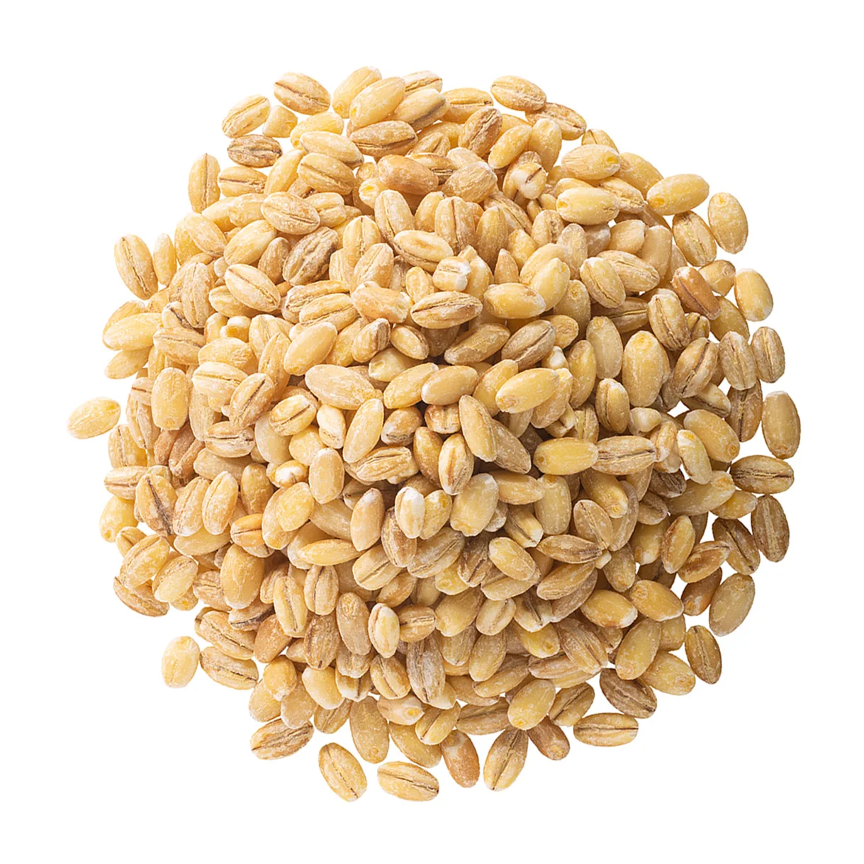 
Russian barley, agriculture product 