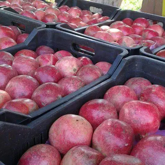 Exclusive POMEGRANATE at a low price available for export
