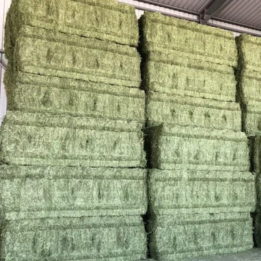Alfalfa Hay Special Prices ONLY for Gulf Region and Arab Countries