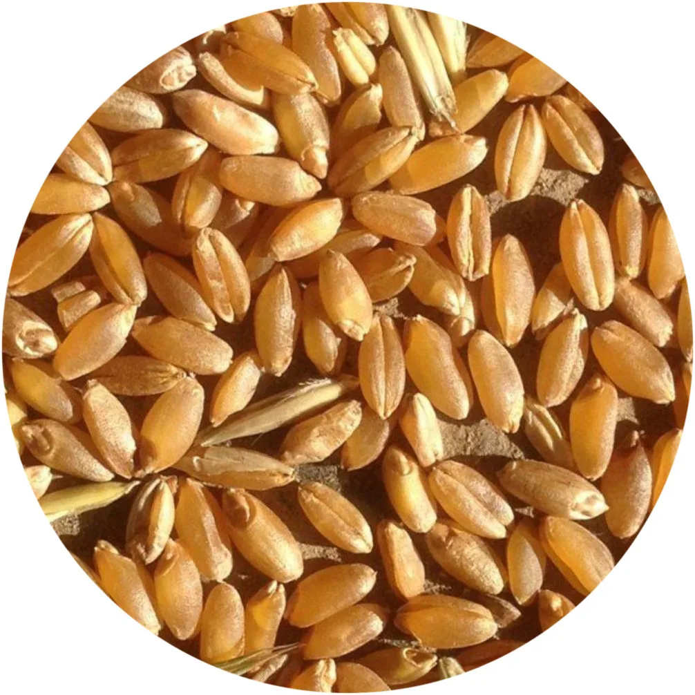 
Soft Wheat grain from Kazakhstan bulk 