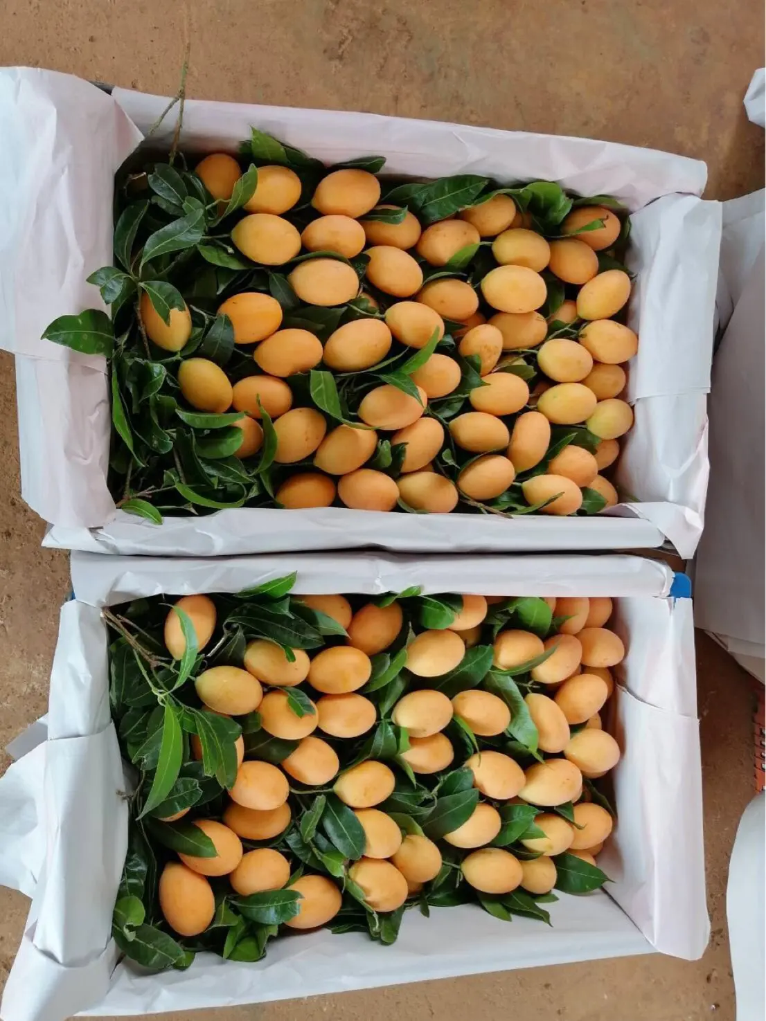 High Quality EWC Brand Thailand Fresh Sherry Mango/ Marian Plum With Small Seeds