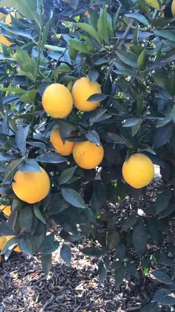 
Fresh Orange Valencia High quality good price 