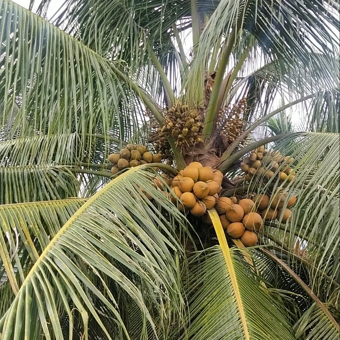 Malaysia Coconut Agriculture High Quality Best Brand Wholesaler Thien Phuc Company Fresh Coconut Nutrition