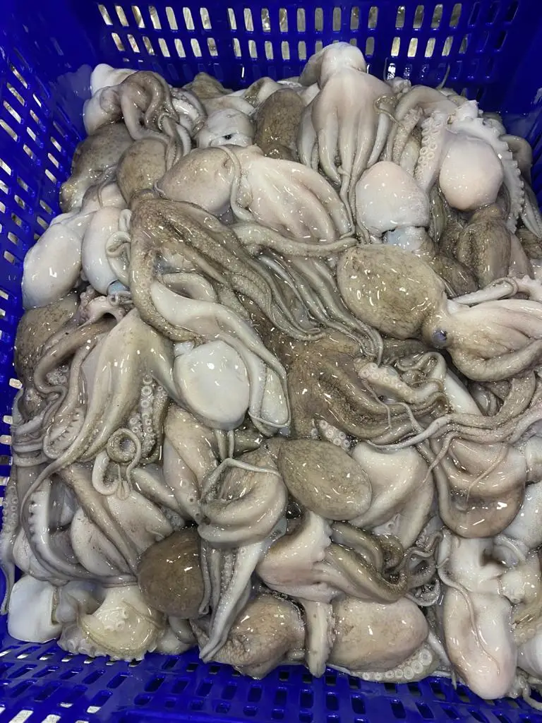 Block frozen Octopus whole from India