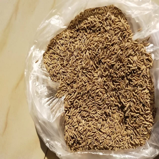 Семена тмина купите цену на семена