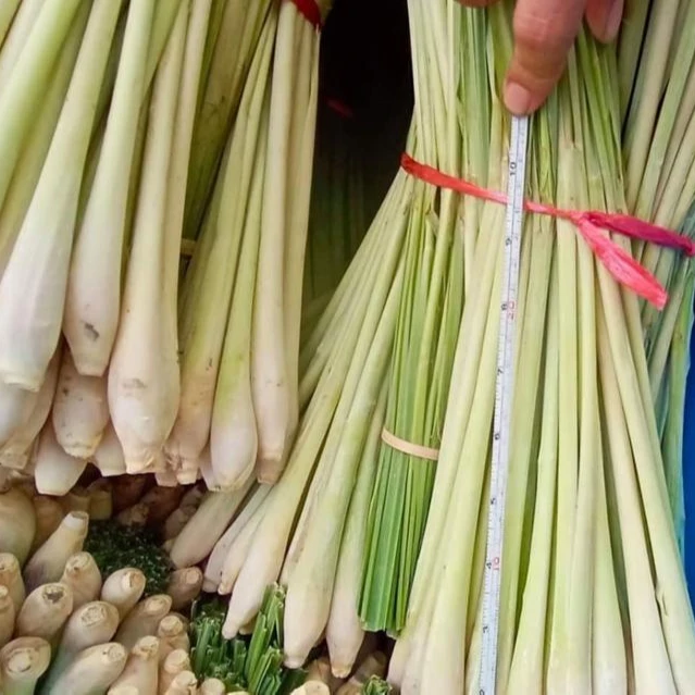 AYAME Thai Herb Lemon Grass Good Quality From Thailand