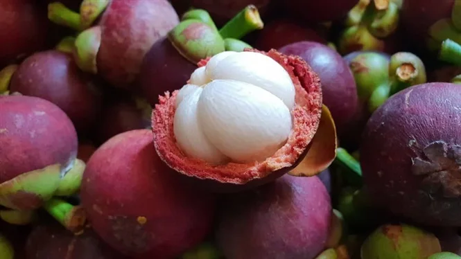 Grade Premium Fresh MANGOSTEEN Fruit from VIETNAM MS KATHY +84 896650714