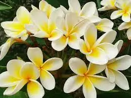 Frangipani Oil