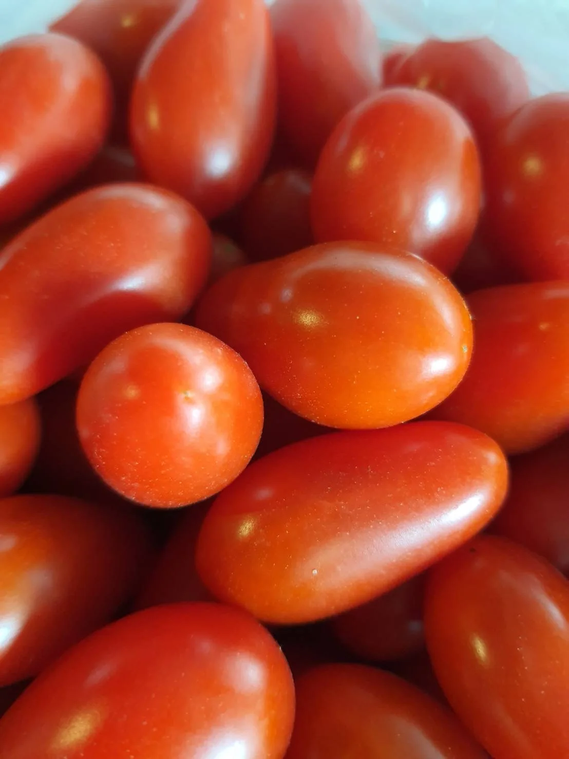 Cherry Tomatoes Roseberry by Thai Fresh Farm
