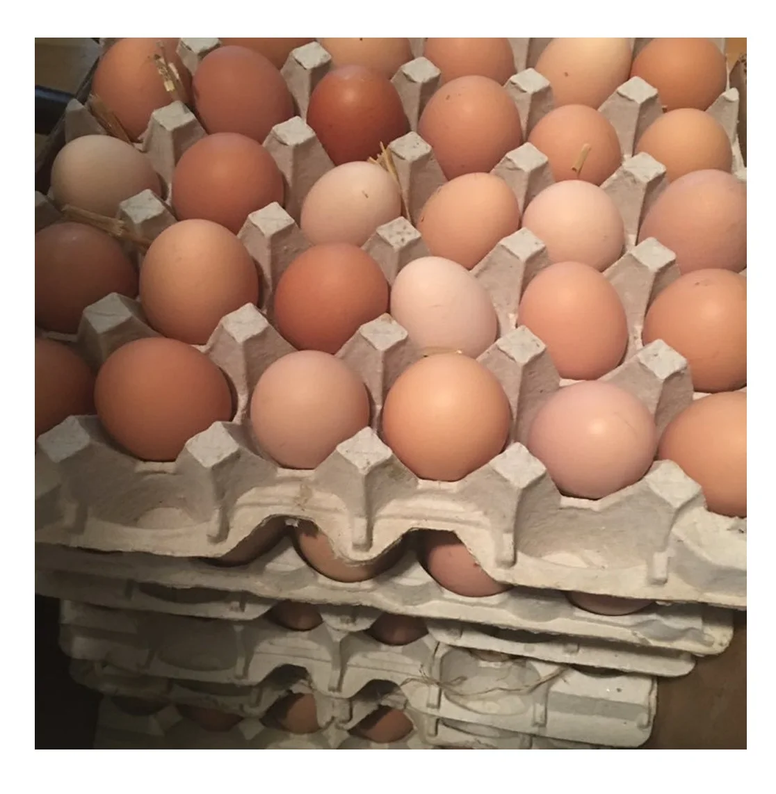Свежие куриные яйца для фермы из Польши/оптовая продажа свежих коричневых и белых куриных яиц для продажи, ферма, куриные инкубаторы, поставка яиц