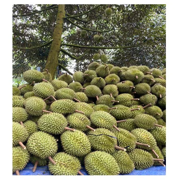 BQF and IQF frozen durian Vietnam for wholesales