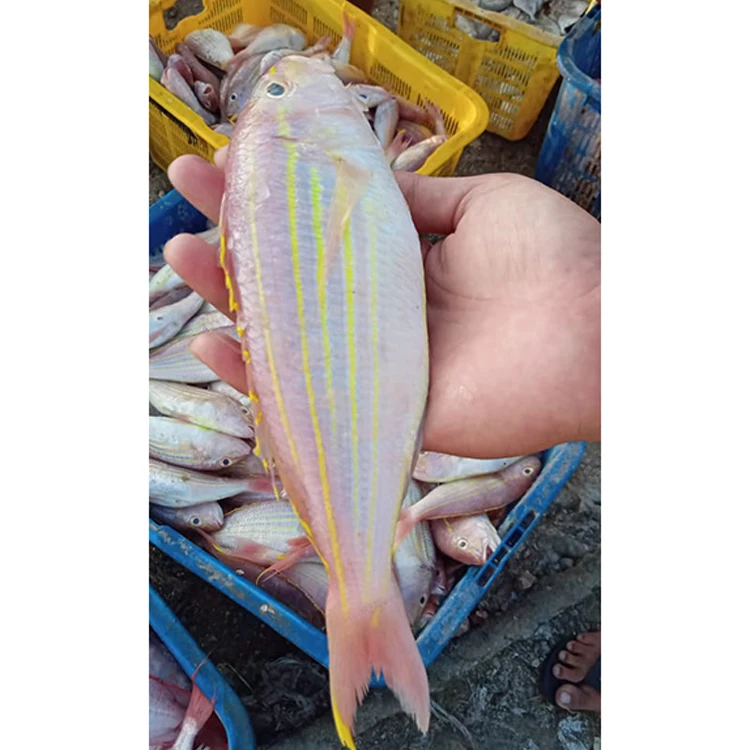 
Yellowbelly Threadfin Sea Bream Fish 
