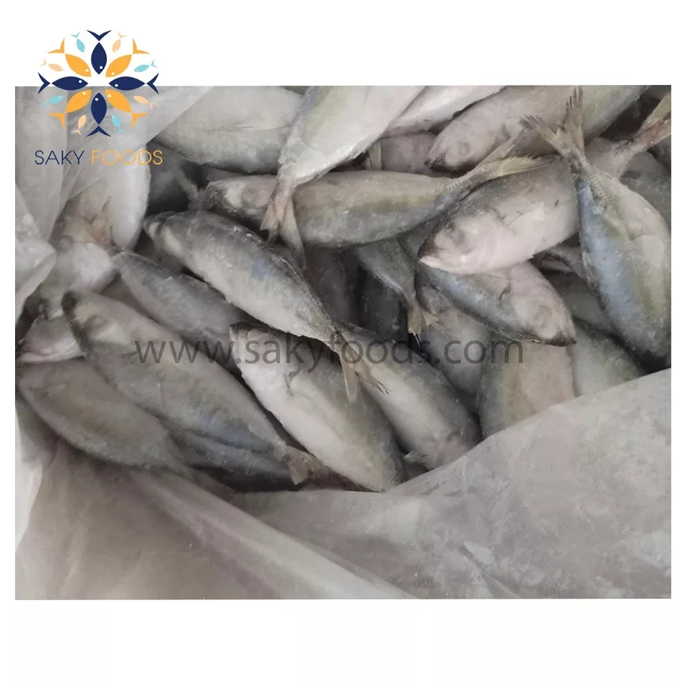 Factory Supplier Best Price Top Grade High Quality Big Eyes Scad Fish from Viet Nam Block Bulk Style Packaging