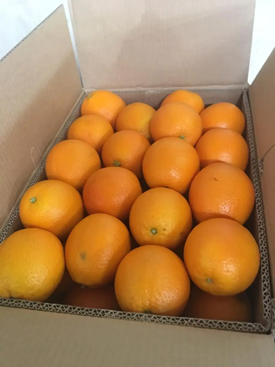 common fresh Egyptian orange