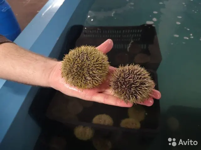 
sea urchin 