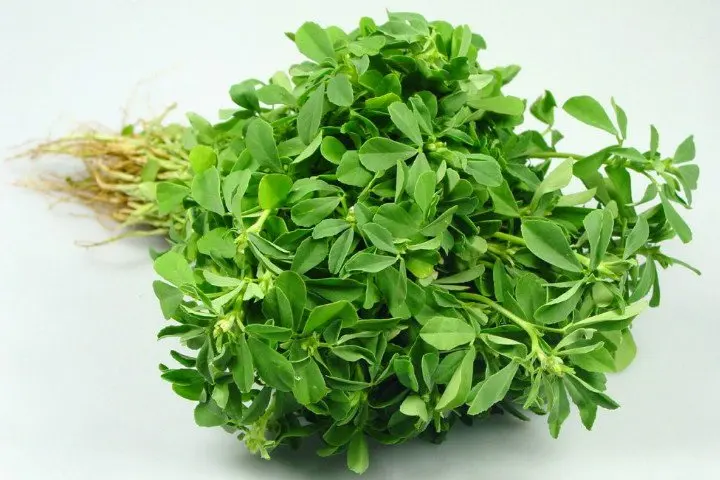 Высококачественные семена пажитника