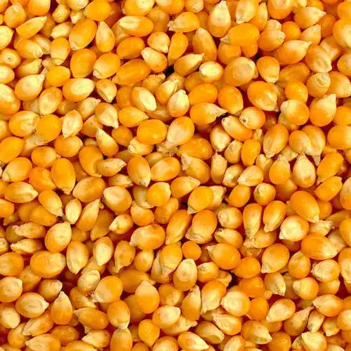 Best selling high on demand standard quality dried yellow corn at 100% wholesale exporter from India