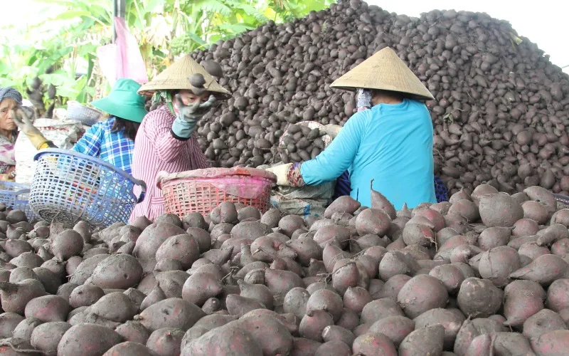 Vietnam Vegetable Fresh Purple Yam 100% Natural high quality