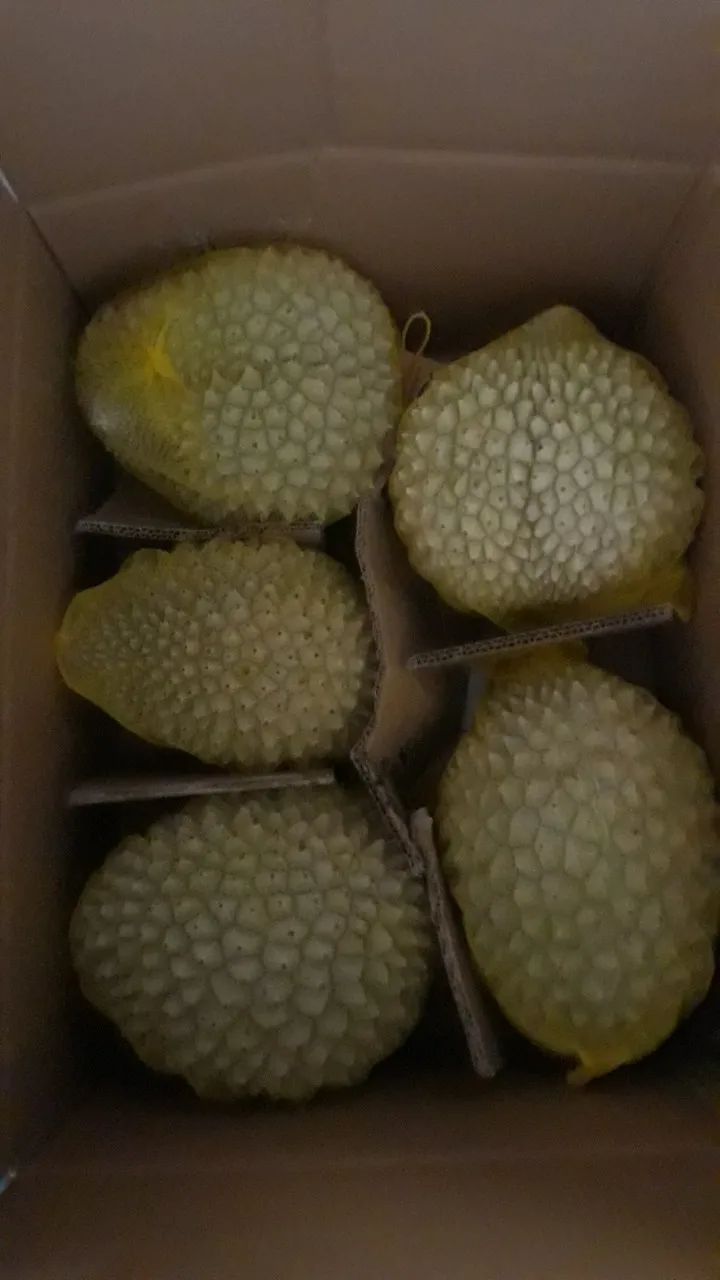 FROZEN  MONTHONG DURIAN top quality / +84963818434 w