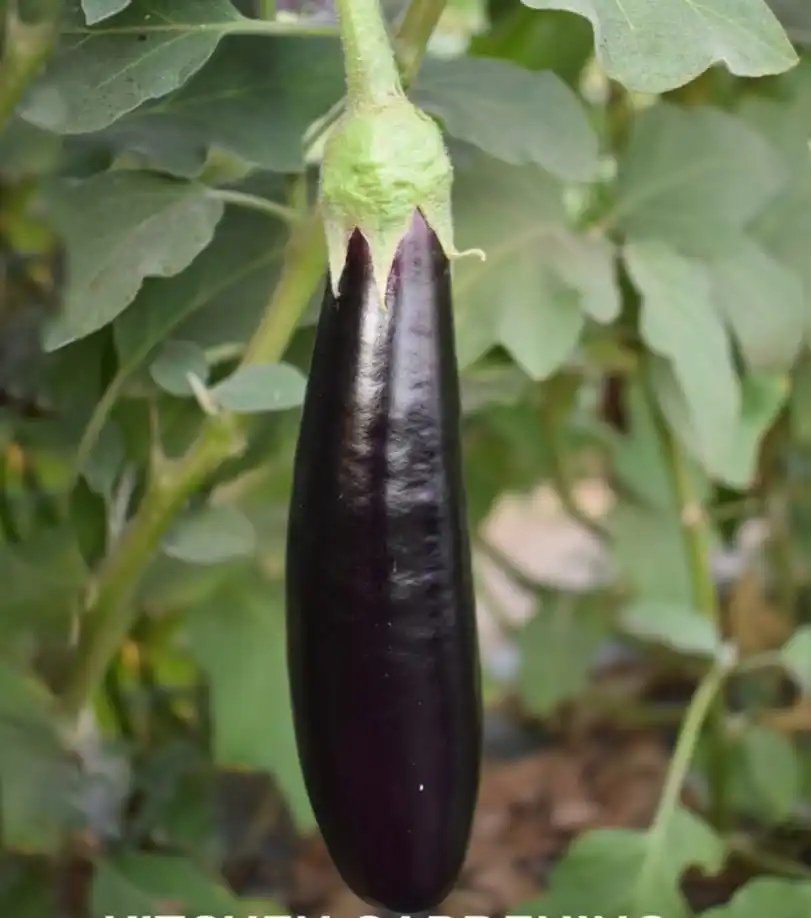  Лидер продаж семена Чили SPICEY HYBRID F1 для посева