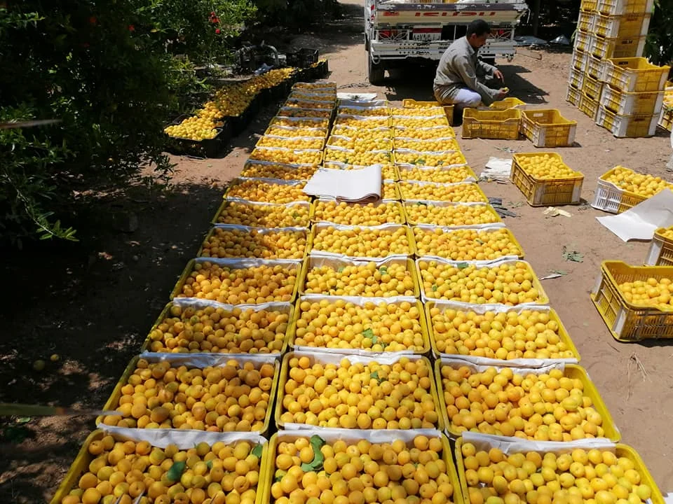 
Top Quality Fresh Apricot, Organic Fresh Apricot, Fresh Apricot Fruit Supplier 