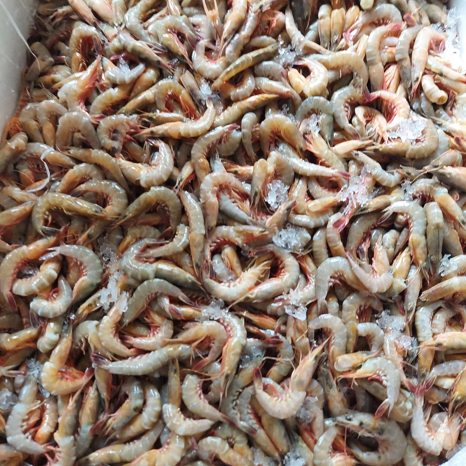 Cat Tiger Shrimps Chilled Head On Shell On Custom Packing Best Quality Master Seafood Product Country of Origin Bangladesh