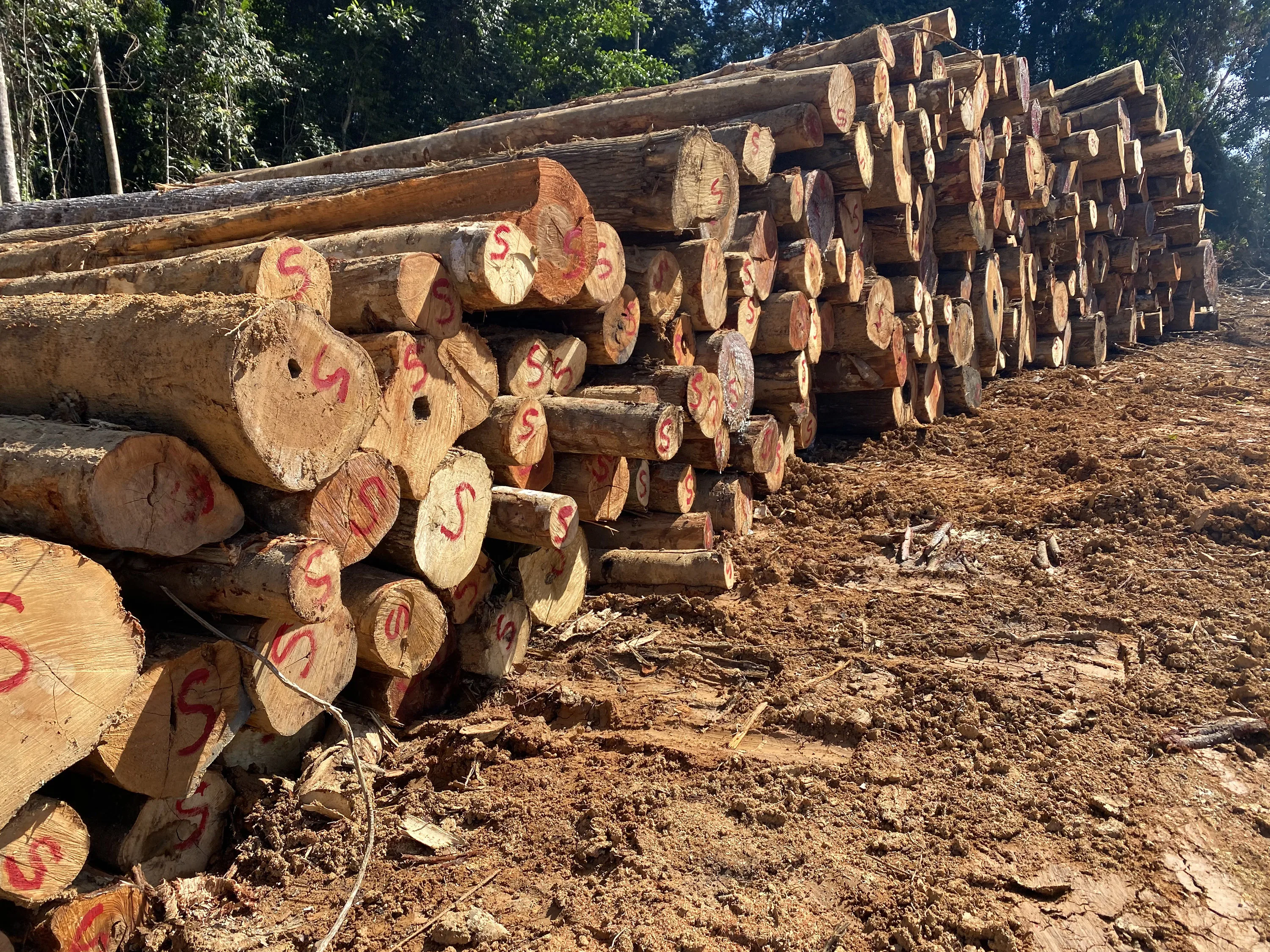 Chengal Log Raw Wood Logs - Veneer Log Timber