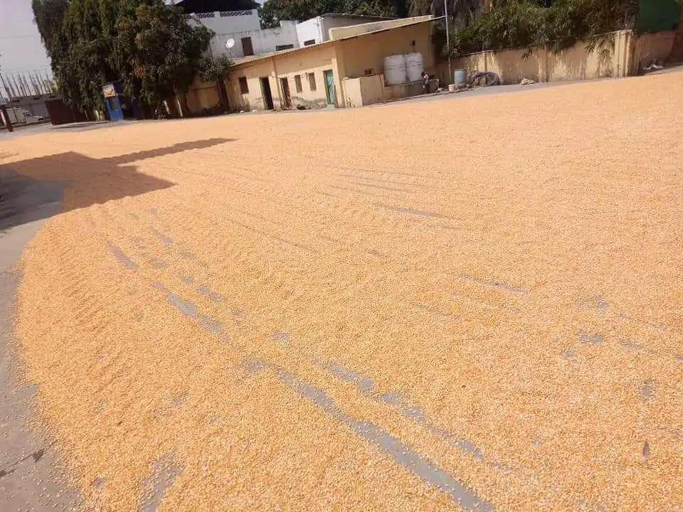 Желтая Кукуруза/желтая кукуруза для человеческого потребления без ГМО Желтая Кукуруза/желтая кукуруза для корма животных, попкорн