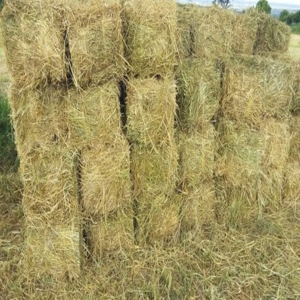 Excellent Quality Rhodes Grass Animal Feed For Export