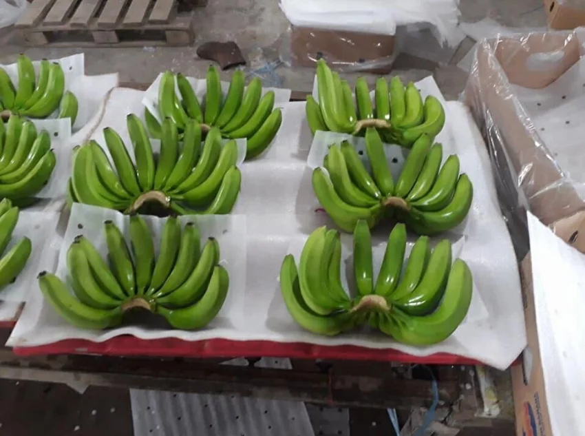 Fesh Cavendish Banana from Vietnam to the best price - VietGAP and GlobalGAP standards in agricultural production