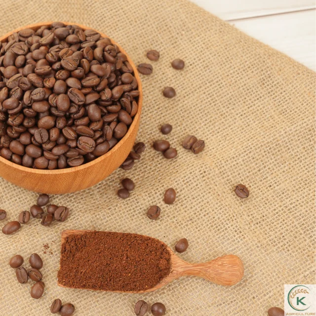  Аутентичный Лучший в мире вьетнамский кофе Arabica по хорошей цене Зеленые зерна оптовая продажа