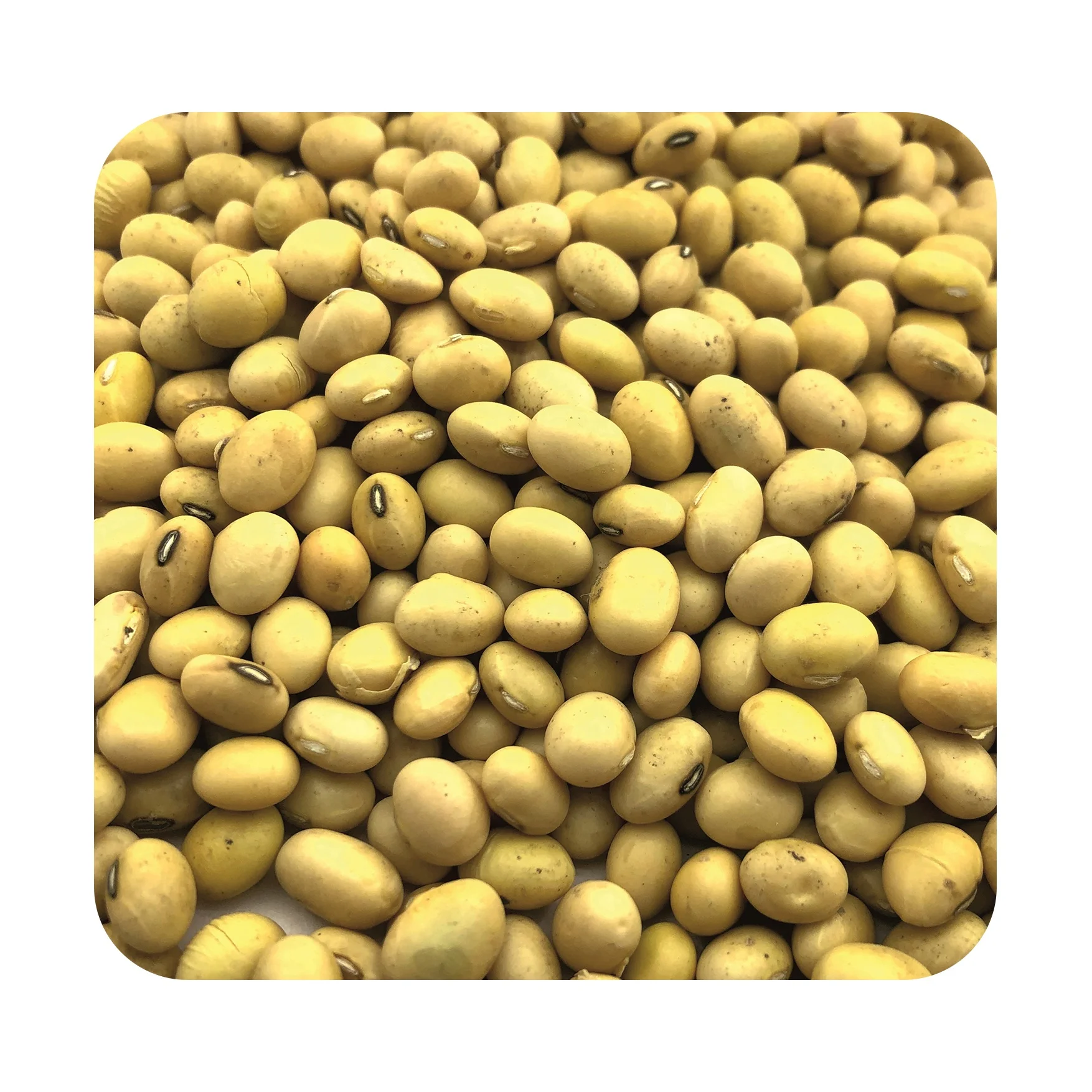 
High quality soybean 25/50 kg bags or in bulk, from manufacturer 